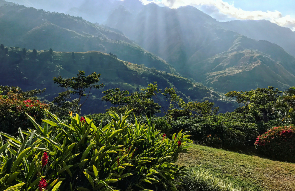 Pura Vida: Coffee in Costa Rica