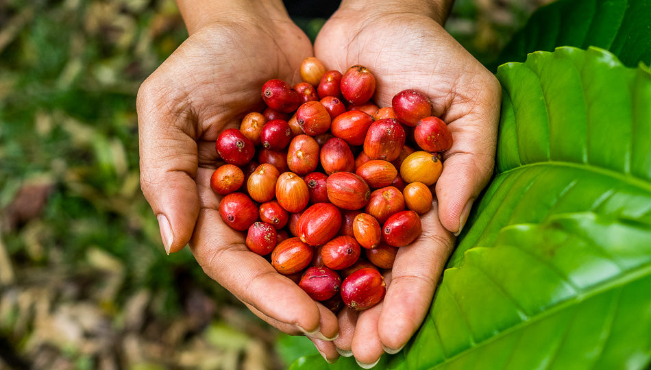 Behind the Bean:A Look into our New Honduras Roast and Ethical Sourcing